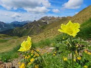 56  Pulsatilla alpina apiifolia - Pulsatilla sulfurea con vista verso la costiera del Tre Signori 